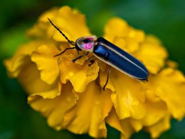 Close-up of a firefly resting on a vibrant yellow flower