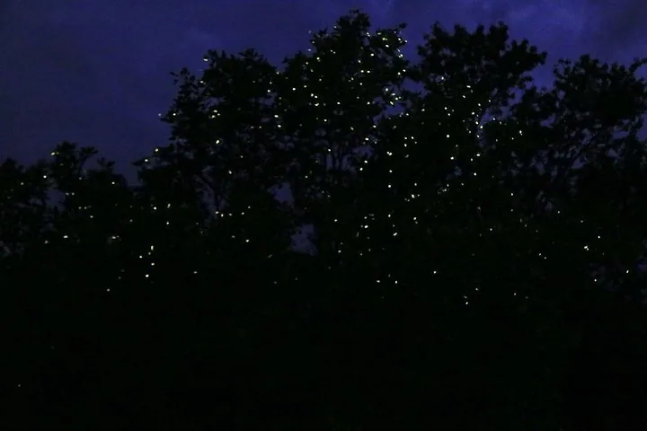 Arbres illuminés par de nombreuses lucioles luisant sur un ciel sombre