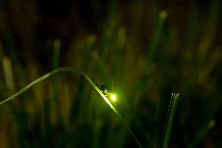 Gros plan sur une luciole brillant intensément sur une lame d’herbe verte