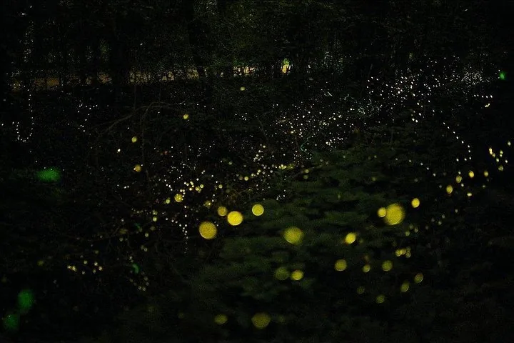 Des milliers de lucioles illuminant les arbres de la forêt, la nuit