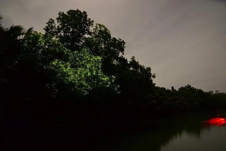 Trees illuminated at night near the river for firefly watching