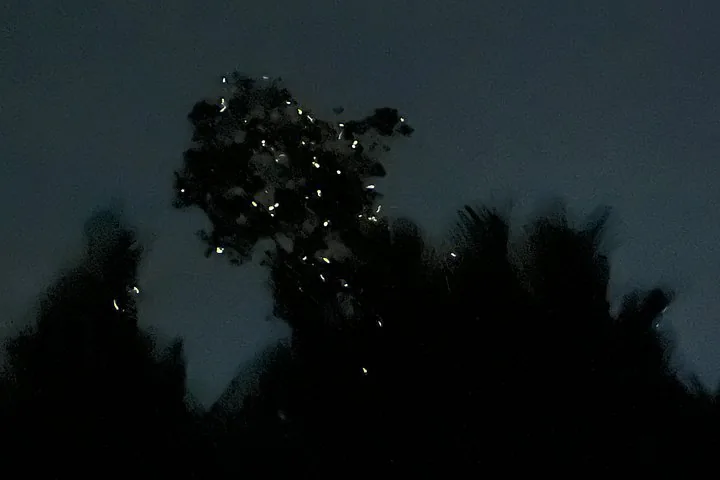 Des lucioles illuminant les arbres dans le ciel nocturne sombre