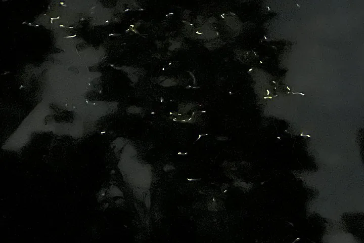 De nombreuses lucioles luisant dans l’obscurité près des arbres, la nuit