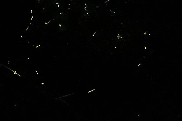 Scattered fireflies glowing against a dark night background
