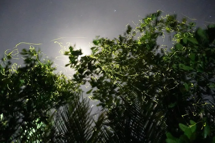 Long exposure shot of fireflies tracing light paths around trees