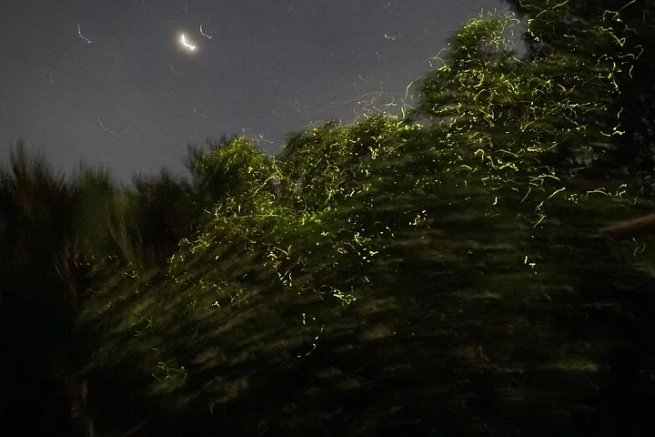 Pose longue capturant les traînées lumineuses des lucioles sur le ciel nocturne sombre