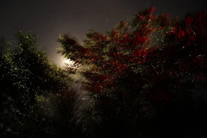 Traînées lumineuses de lucioles illuminant les arbres sous une pleine lune éclatante
