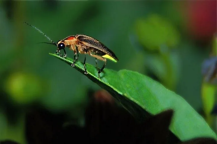 Close-up profile of a firefly resting on a green leaf
